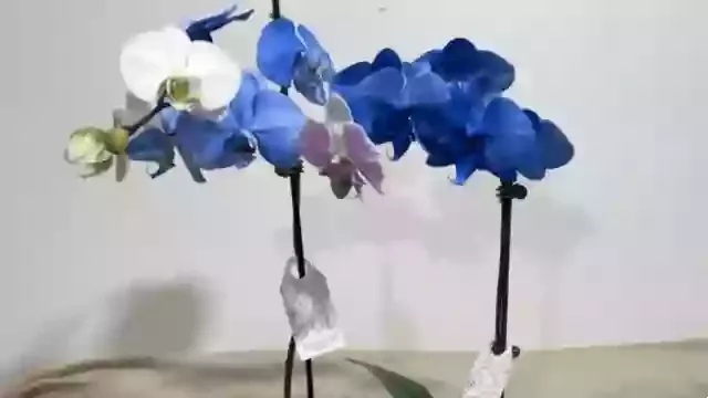 significado de la canción: blue orchid de the white stripes